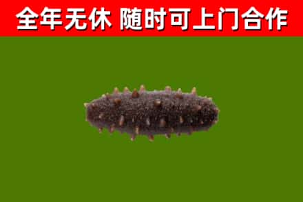 肇庆烟酒回收干海参.jpg